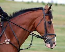 flash noseband